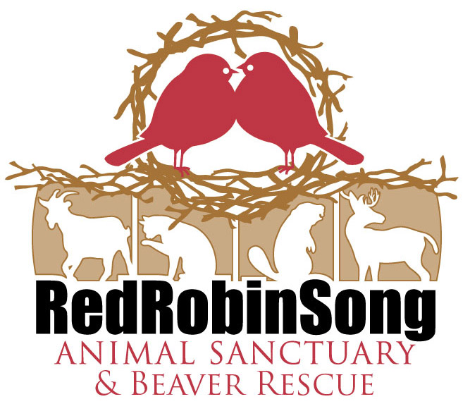 RedRobin_AnimalSanctuary_LogoFinal | Red Robin Song Animal Sanctuary