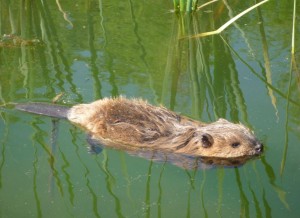 1237259_351537861643865_2031879895_o