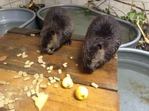 1377374_365765533554431_1066227800_n