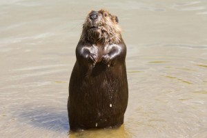 150649_556595681026467_205726006_n