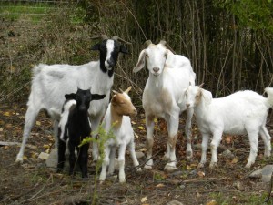 523097_486817461337623_1832975894_n