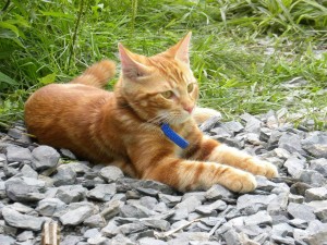 892593_351542534976731_67732673_o