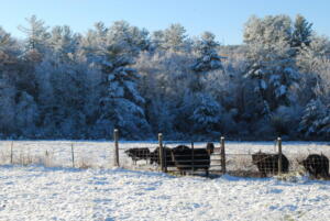 Yaks in winter
