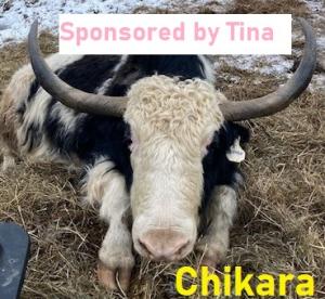 Chikara-sponsor