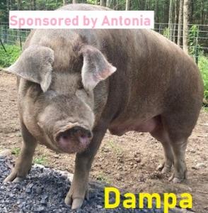 Dampa-sponsored