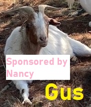 Gus-sponsor