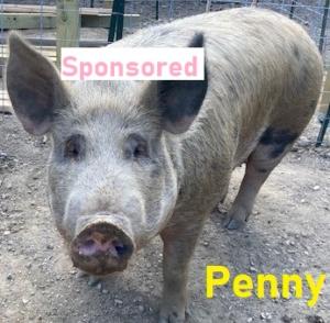 Penny-sponsored