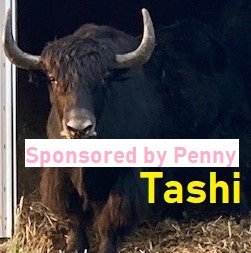 Tashi-sponsored