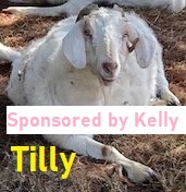 Tilly-sponsor
